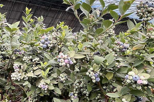 加拿大pc28预测(中国区)官方网站