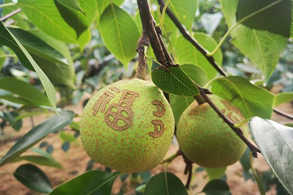 加拿大pc28预测(中国区)官方网站